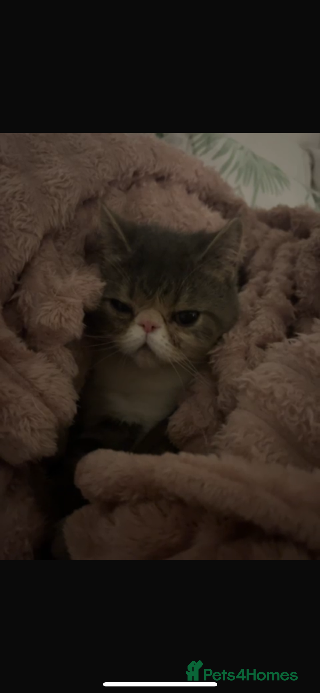 Exotic cats for sale: bella!! friendly grey and white exotic shorthair - Image 4