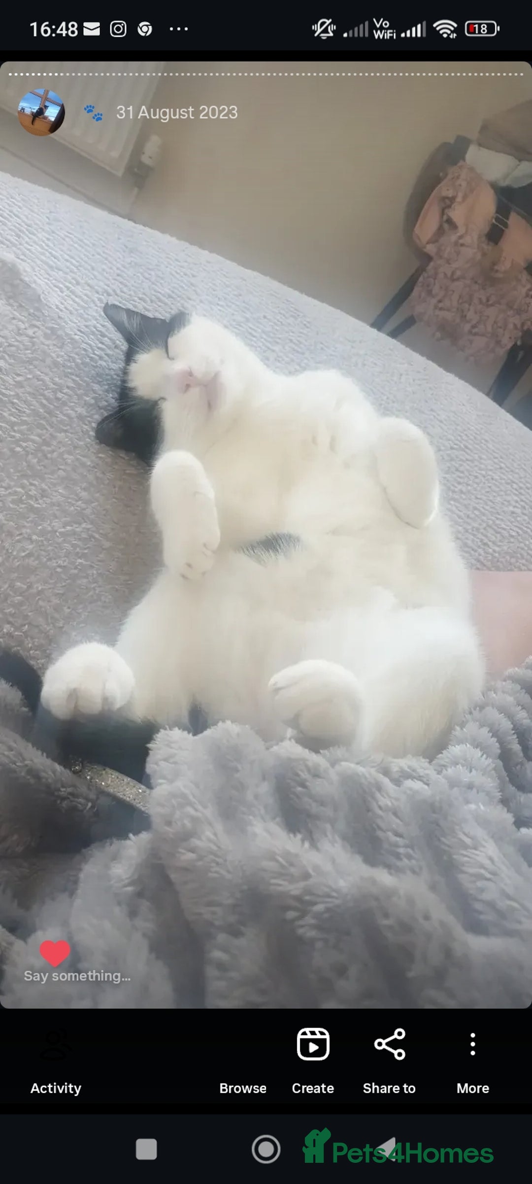 Mixed Breed cats for sale: Gregg  - Advert 3