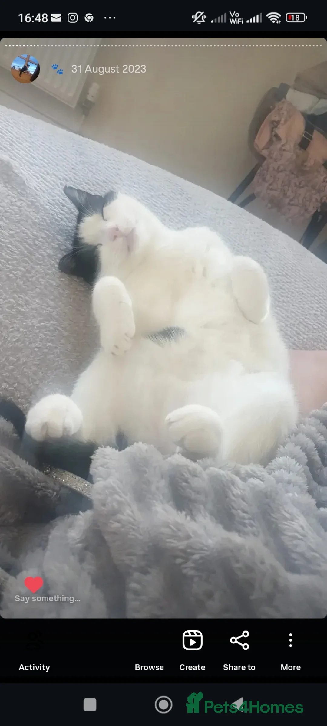 Mixed Breed cats for sale: Gregg  - Advert 3