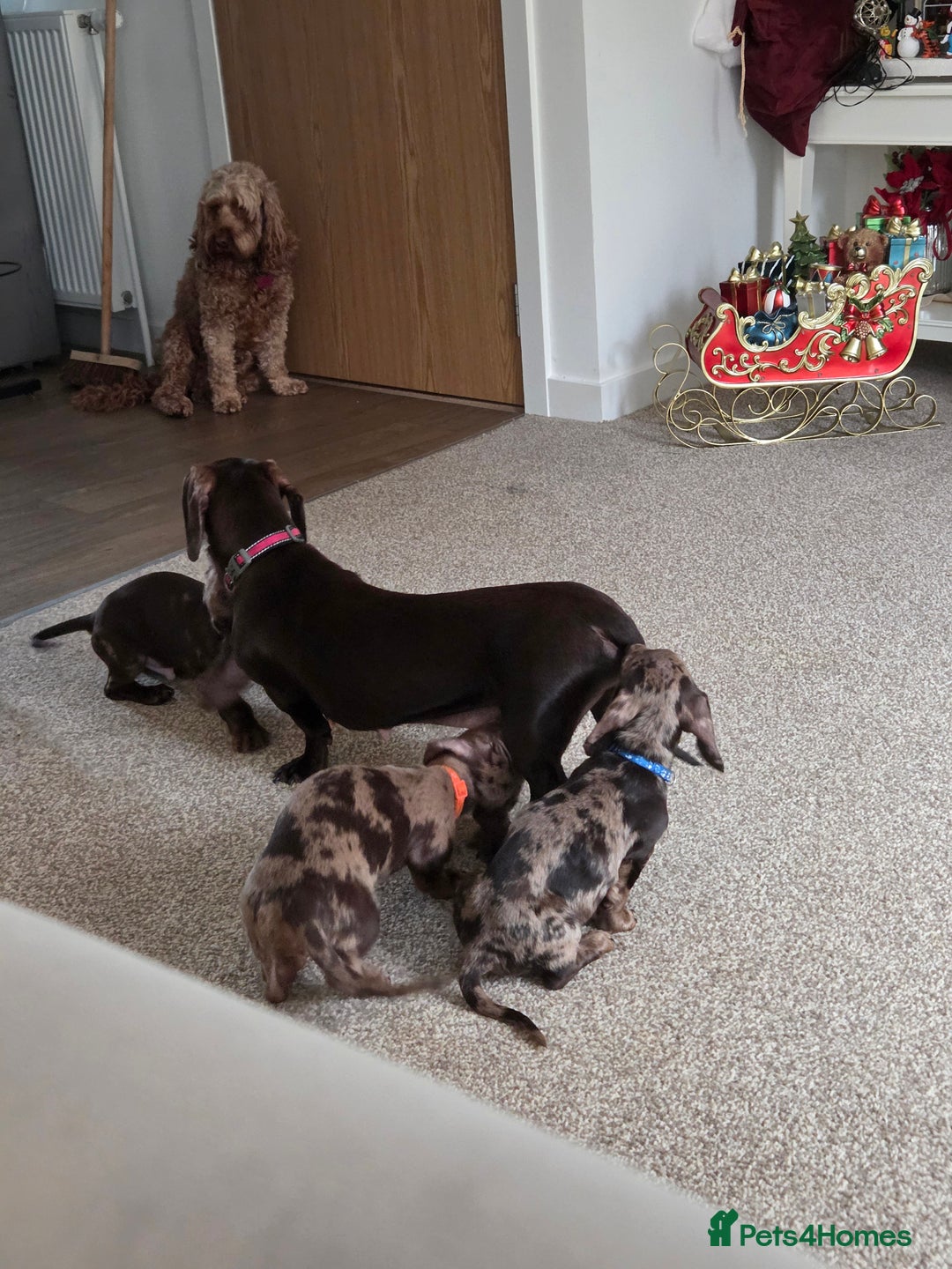 Dachshund dogs for sale: Dachshund puppies - Advert 6
