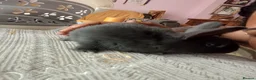Mixed Breed rabbits for sale: RARE COLOURS - Beautiful baby rabbits  in Eastbourne - Advert 18