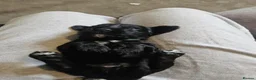 Cockapoo dogs for sale: Cockapoo puppies - Advert 16