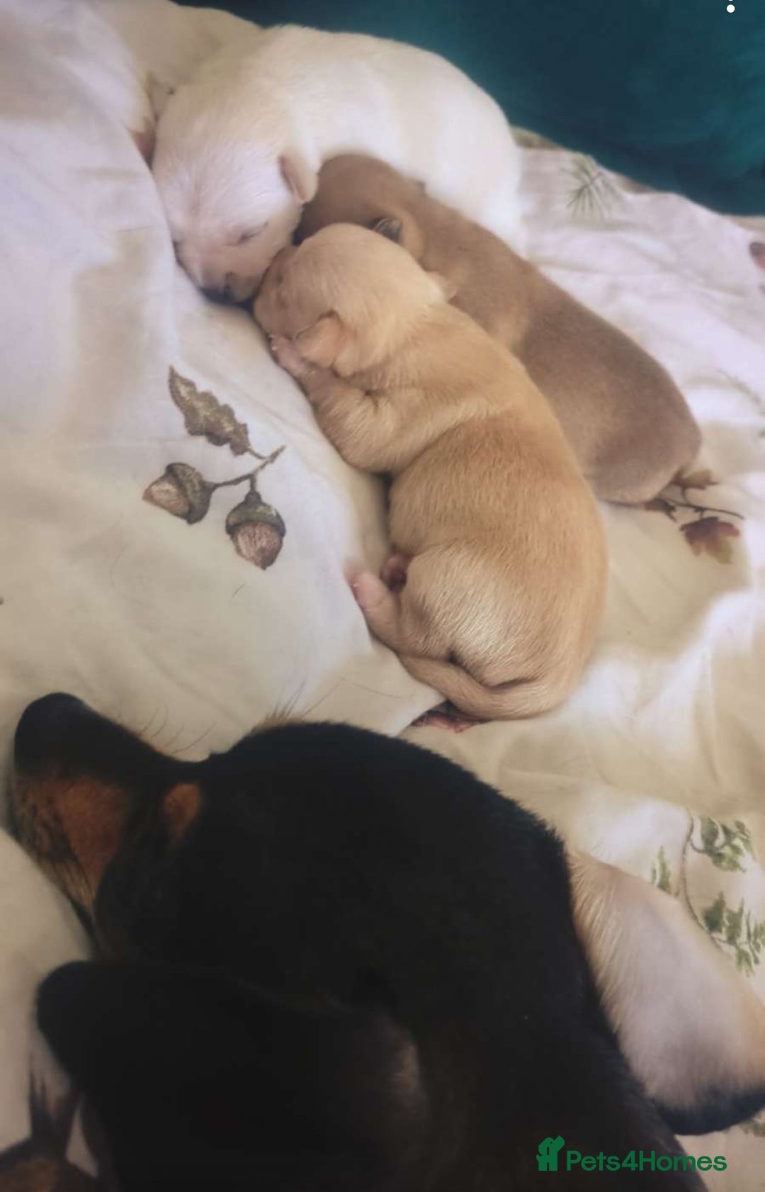 Chihuahua dogs for sale: Chihuahua puppies, two boys - Advert 3