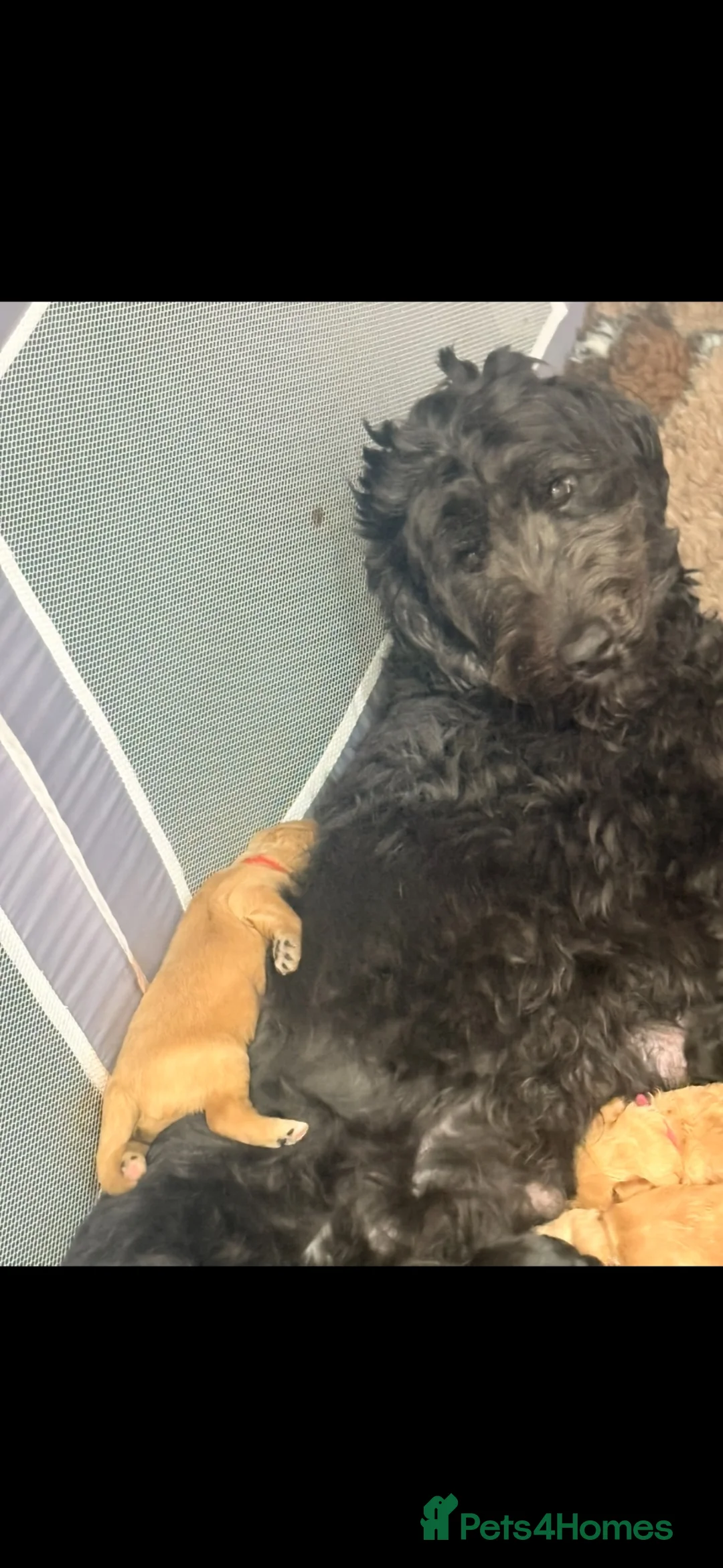 Mini Goldendoodle dogs for sale: LAST BOY mini Goldendoodle - Advert 7