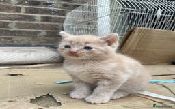 Mixed Breed cats for sale: Kittens for sale  - Image 35