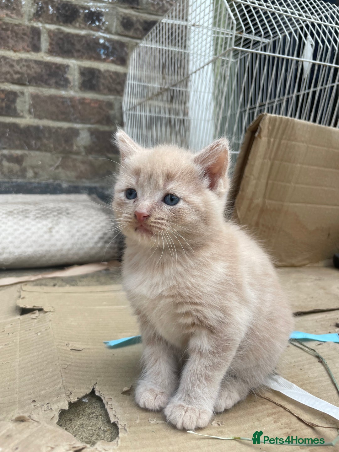 Mixed Breed cats for sale: Kittens for sale  - Image 35