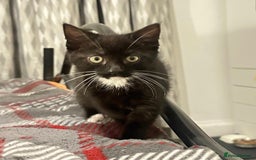 Munchkin cats for sale: 🐾 Adorable 2-Month-Old Male Kitten  🐾 - Image 6