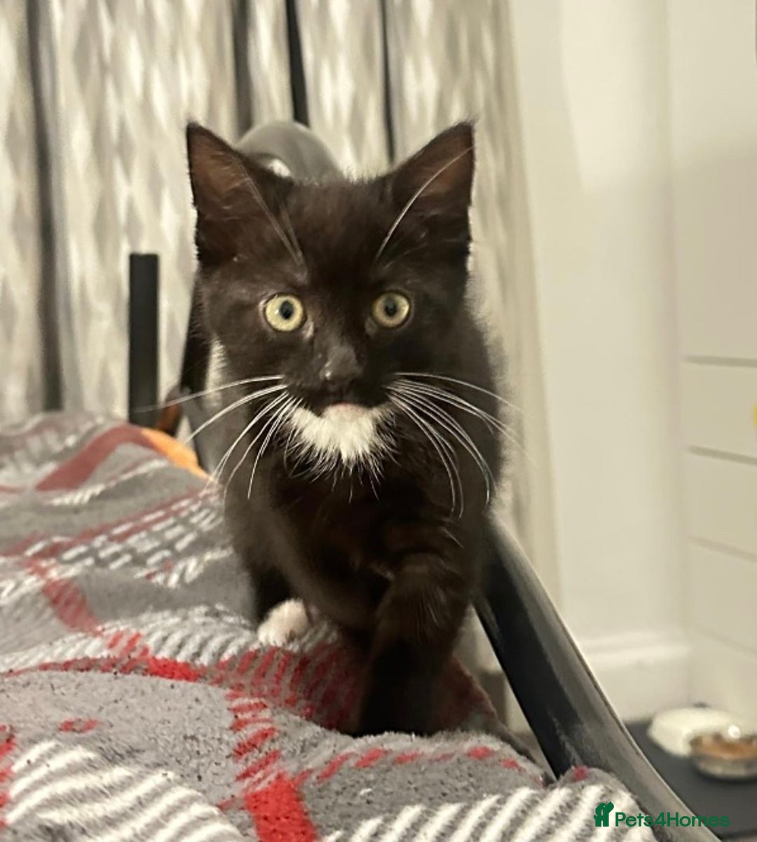 Munchkin cats for sale: 🐾 Adorable 2-Month-Old Male Kitten  🐾 - Image 6