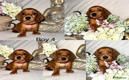 Dachshund dogs for sale: Miniature dachshunds for sale  - Image 5