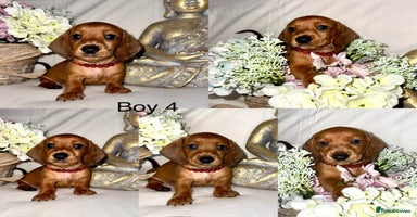 Dachshund dogs - Advert 2