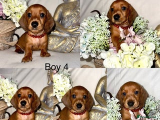 Dachshund dogs - Advert 13