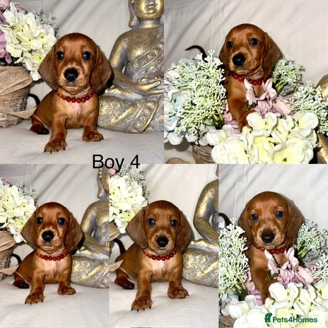 Dachshund dogs - Advert 4