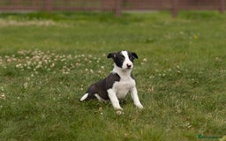 Mixed Breed dogs for sale: 🐾 Jack Russell x Border Collie Puppies  - Image 5