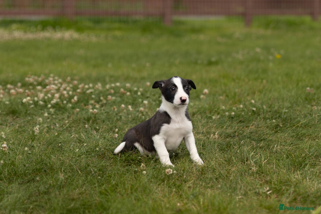 Mixed Breed dogs for sale: 🐾 Jack Russell x Border Collie Puppies  - Image 5