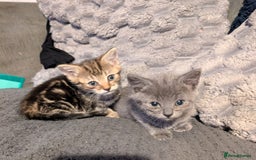 Mixed Breed cats for sale: Kittens  - Image 2