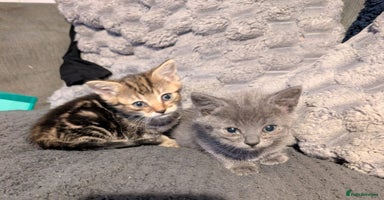 Mixed Breed cats - Advert 3
