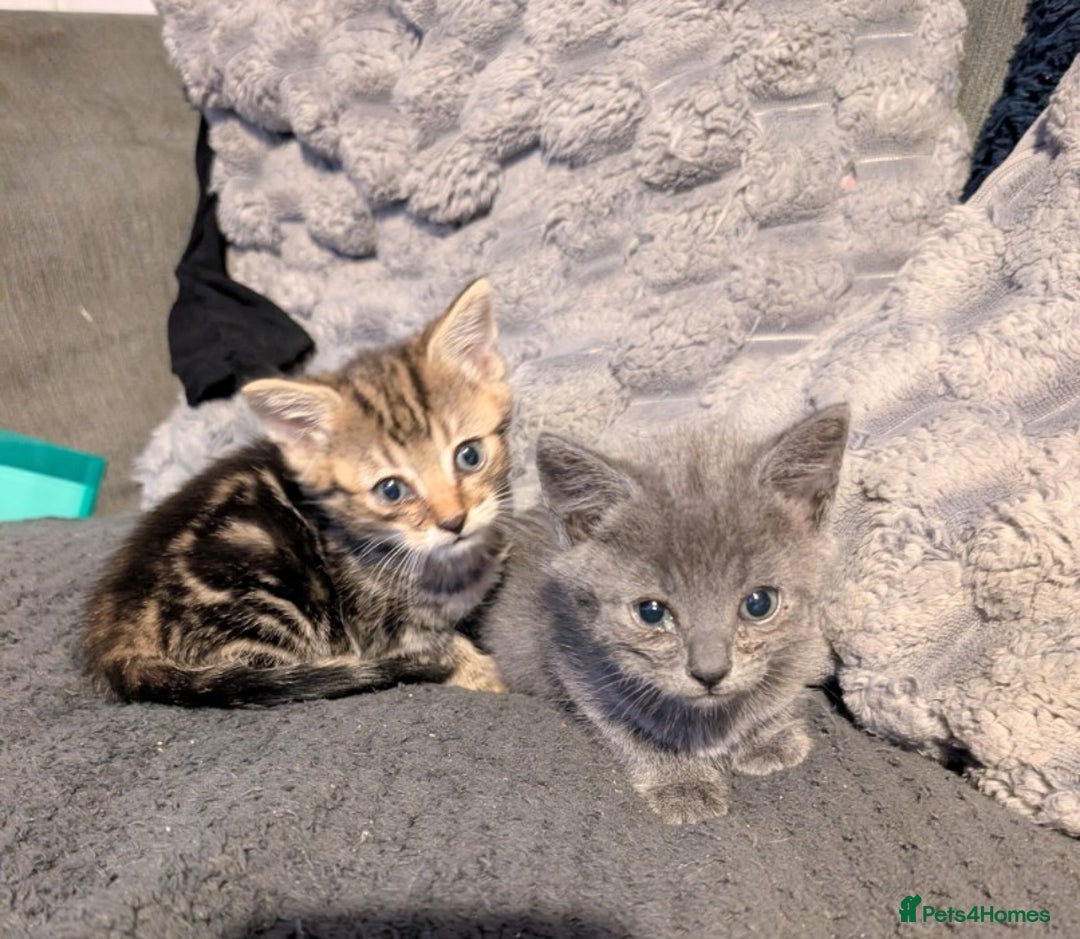 Mixed Breed cats for sale: Kittens  - Image 2