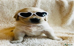 Golden Retriever dogs for sale: 8 Outstanding Chunky Cream Golden Puppies  - Image 8