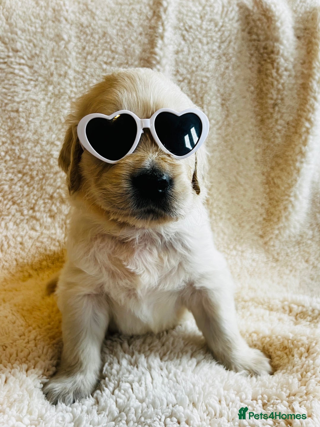 Golden Retriever dogs for sale: 8 Outstanding Chunky Cream Golden Puppies  - Image 8