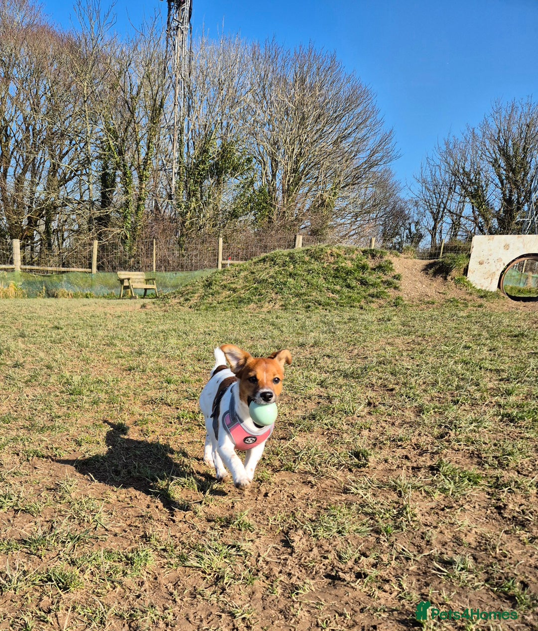 Jack Russell dogs for sale: Beautiful Jack Russell - Image 8