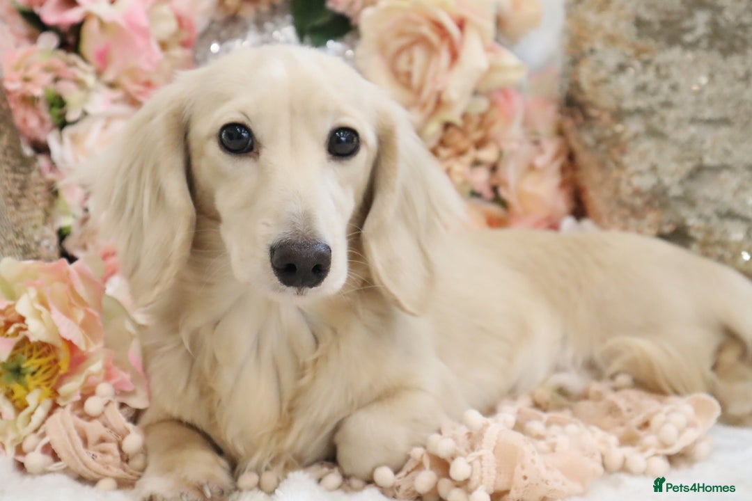 Miniature Dachshund dogs for sale: KC Registered Cream Longhair Puppies - Image 29