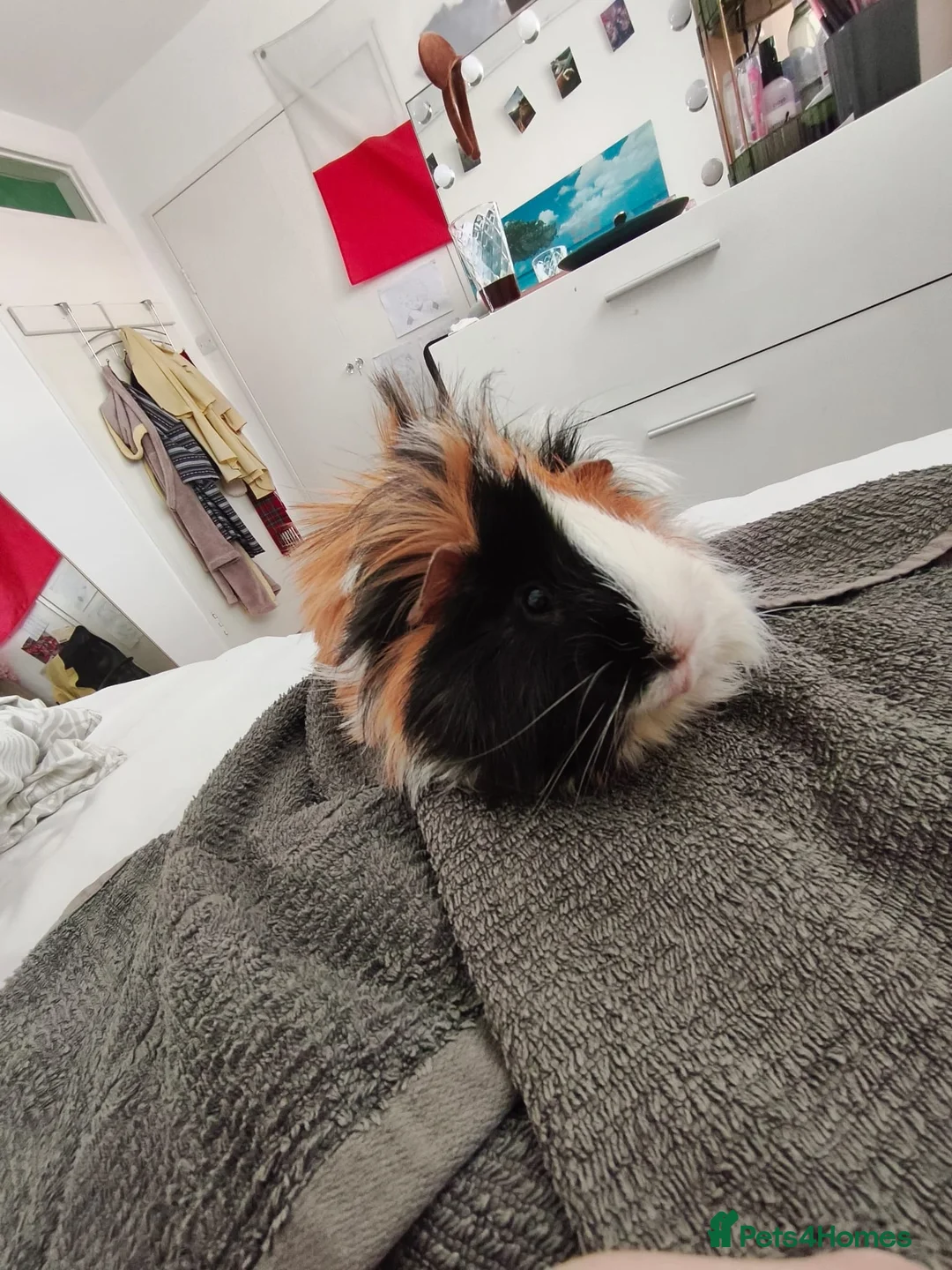 Guinea Pig rodents for sale: Giving away my baby boy  in Orpington - Advert 2