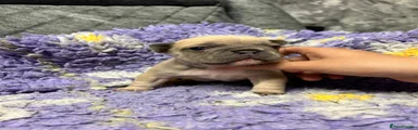 French Bulldog Puppy 6