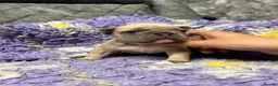 French Bulldog dogs for sale: 3 quality French bulldog girls ready to leave - Advert 15