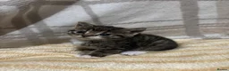 Mixed Breed cats for sale: 5 Kittens  in Lochgelly - Advert 5