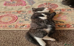 European cats for sale: Tuxedo and black kittens - Image 8