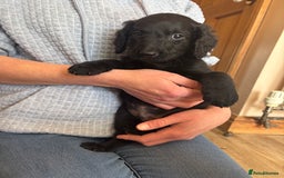Mixed Breed dogs for sale: Male Australian Labradoodles  - Image 15
