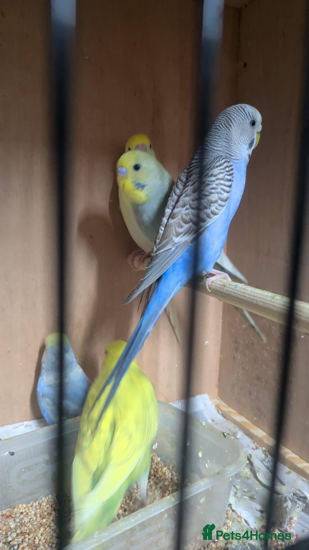 Budgerigars birds for sale: Baby Budgie only 6 weeks old - Advert 2