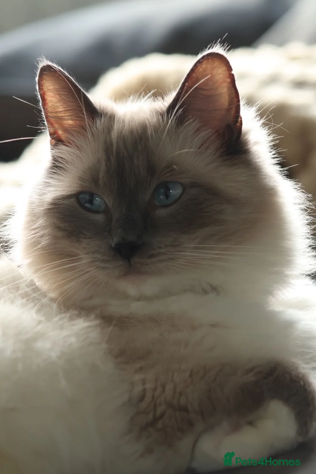 Ragdoll cats for sale: 3 beautiful boys ready soon 😍 in Willenhall - Advert 8