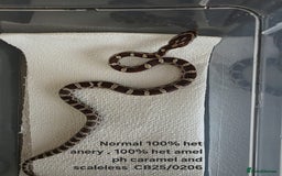 Corn Snake reptiles for sale: Cornsnake Hatchlings - Image 21