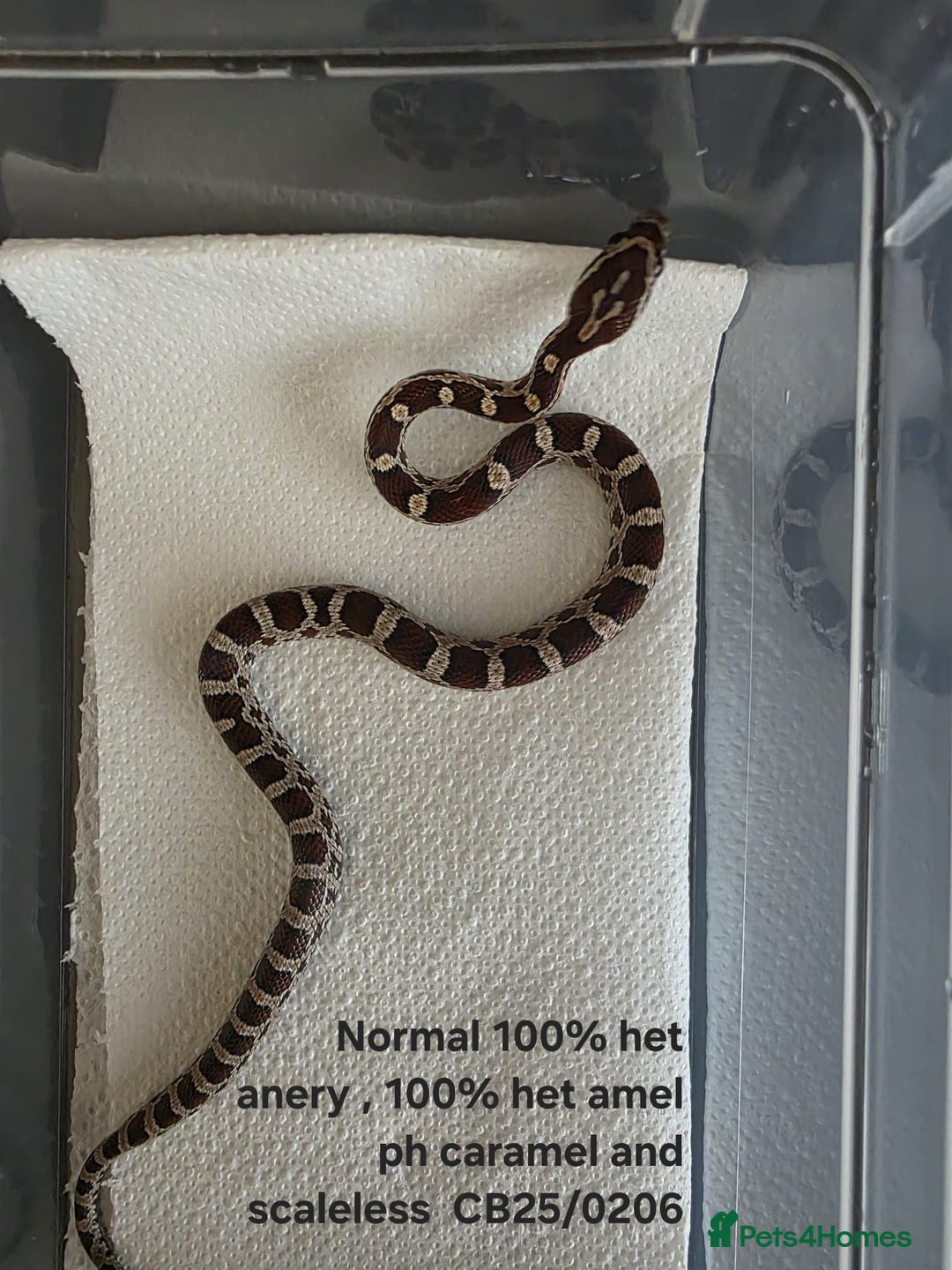 Corn Snake reptiles for sale: Cornsnake Hatchlings - Image 21