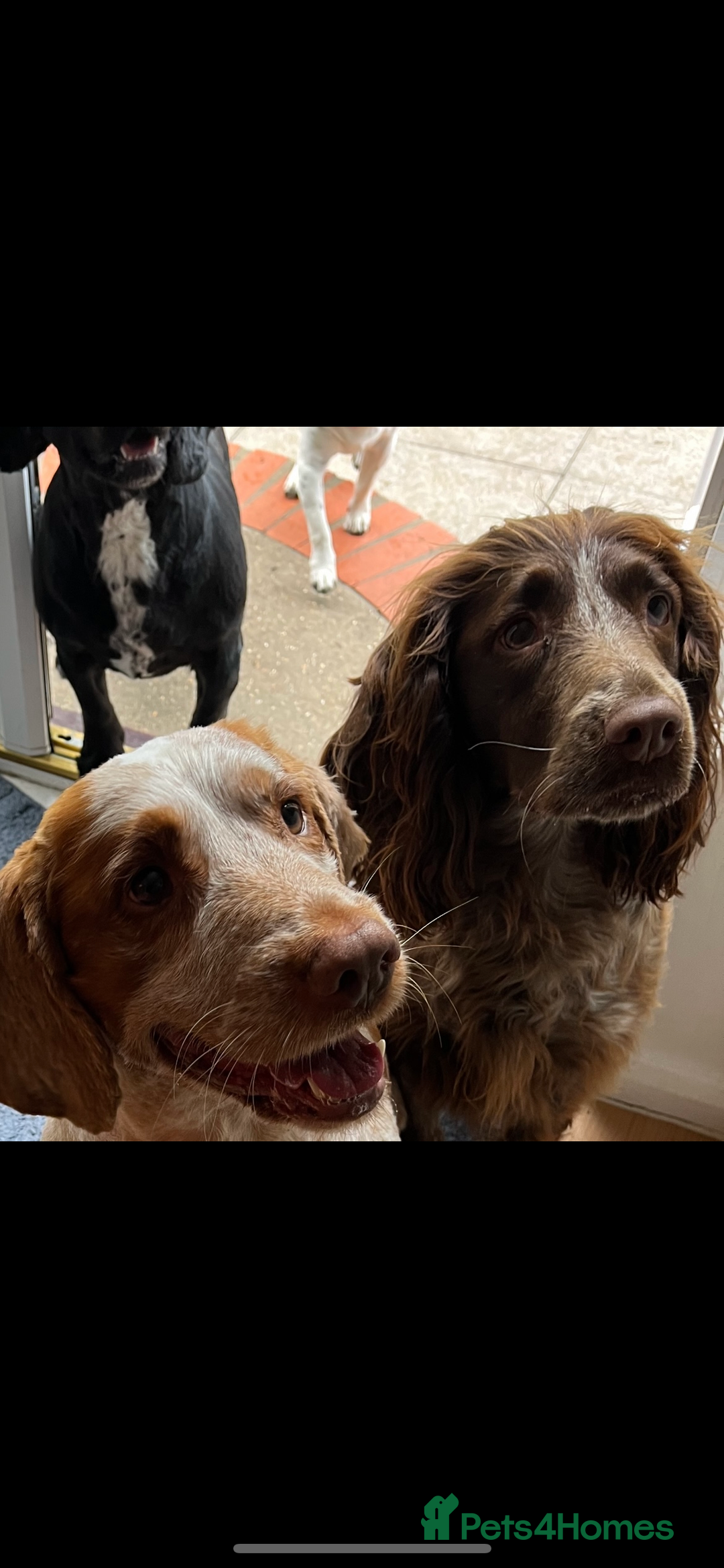 Cocker Spaniel dogs for sale: BEAUTIFUL COCKER SPANIEL PUPS - Advert 5