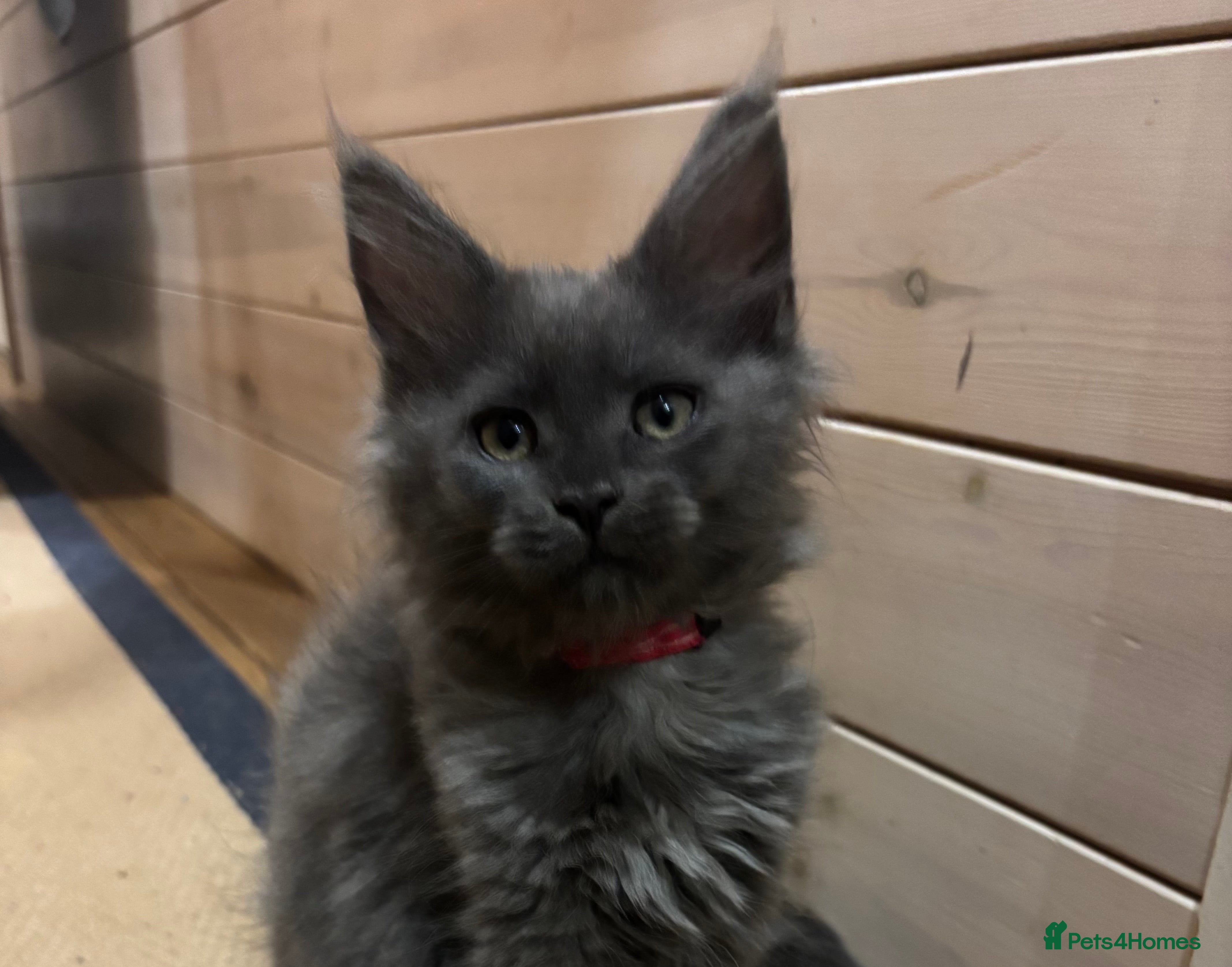 Maine Coon cats Last kitten - FiFe Maine Coons (ready Jan 21st) - Advert 10