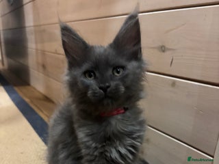 Maine Coon cats Last kitten - FiFe Maine Coons (ready Jan 21st) - Advert 10