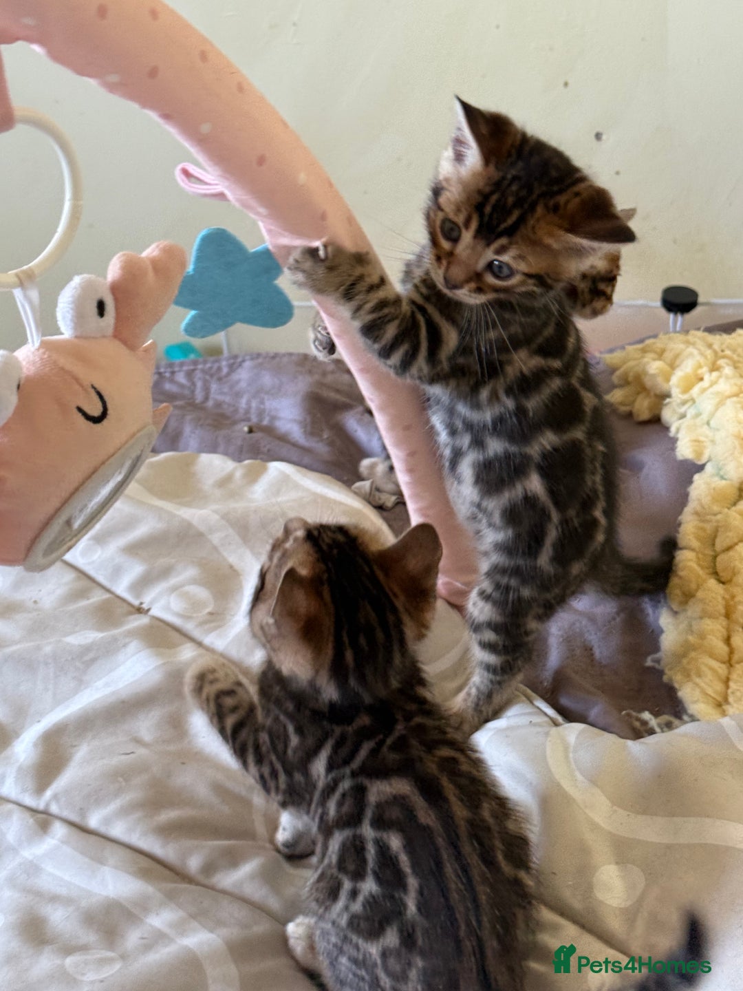 Bengal cats for sale: Stunning 🐾 Pedigree Bengal Kittens 🐆 TICA Reg - Advert 10