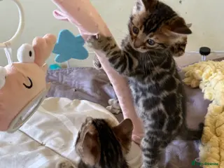 Bengal cats Stunning 💙 Pedigree Bengal Kitten 🐆 TICA Reg - Advert 2