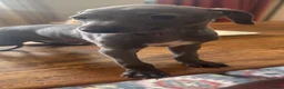 Italian Greyhound dogs for sale: Italian Greyhound KC  – READY NOW! 2 fawns  - Advert 7