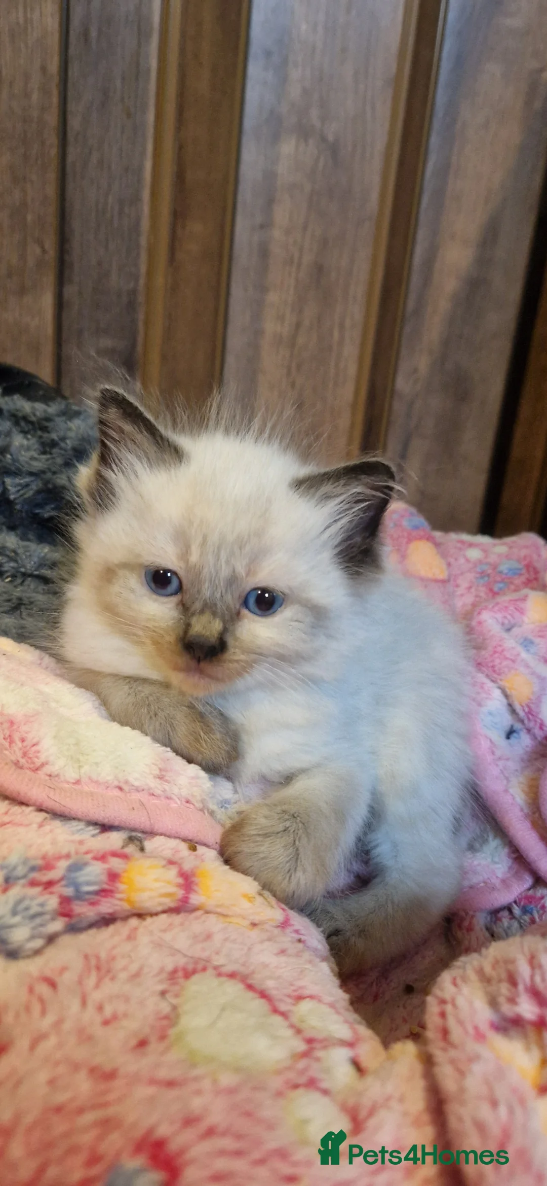 Ragdoll cats for sale: Ragdoll babies ready for reservation - Advert 15