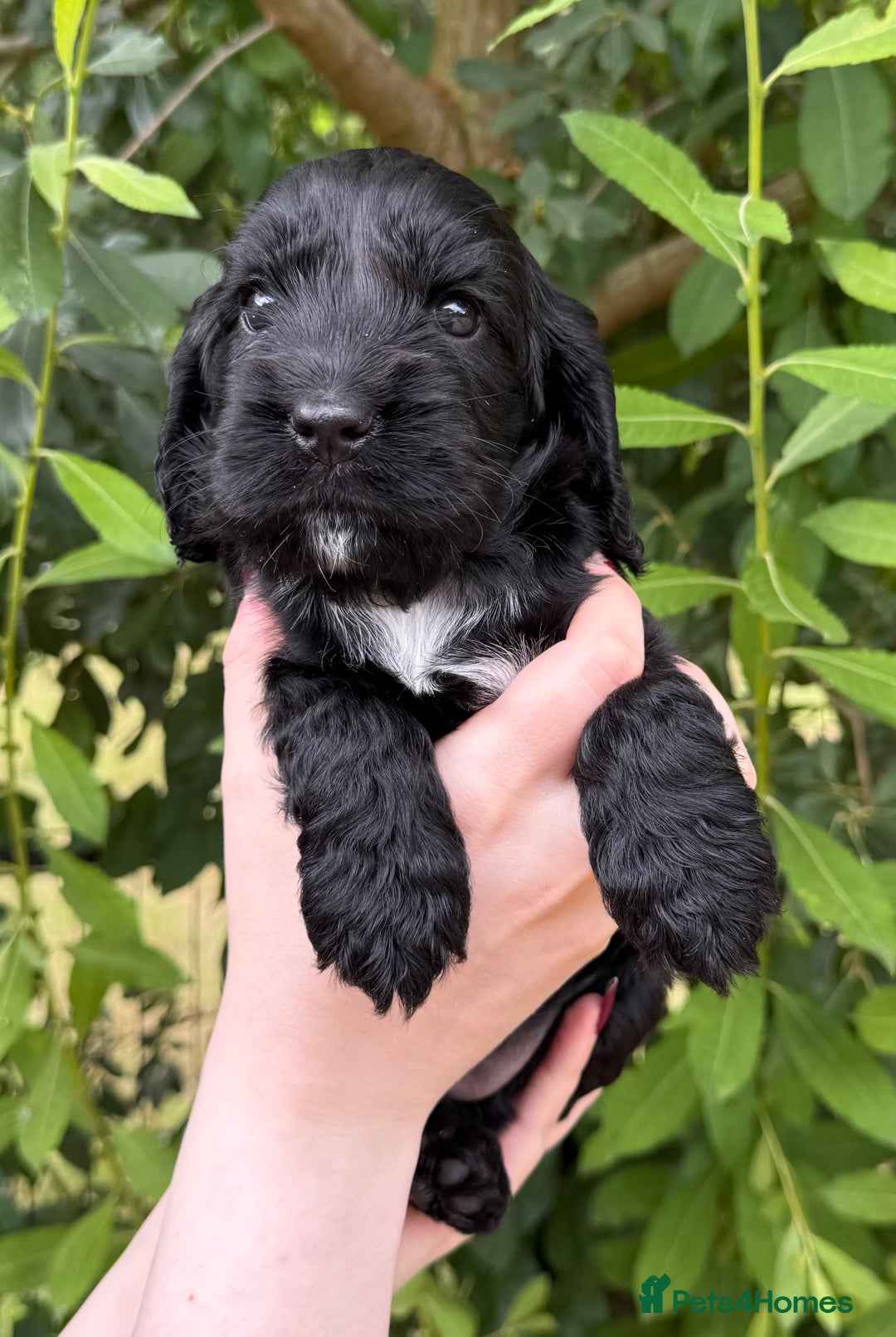 Cocker Spaniel dogs for sale: Show Type Cocker Spaniels - Image 2