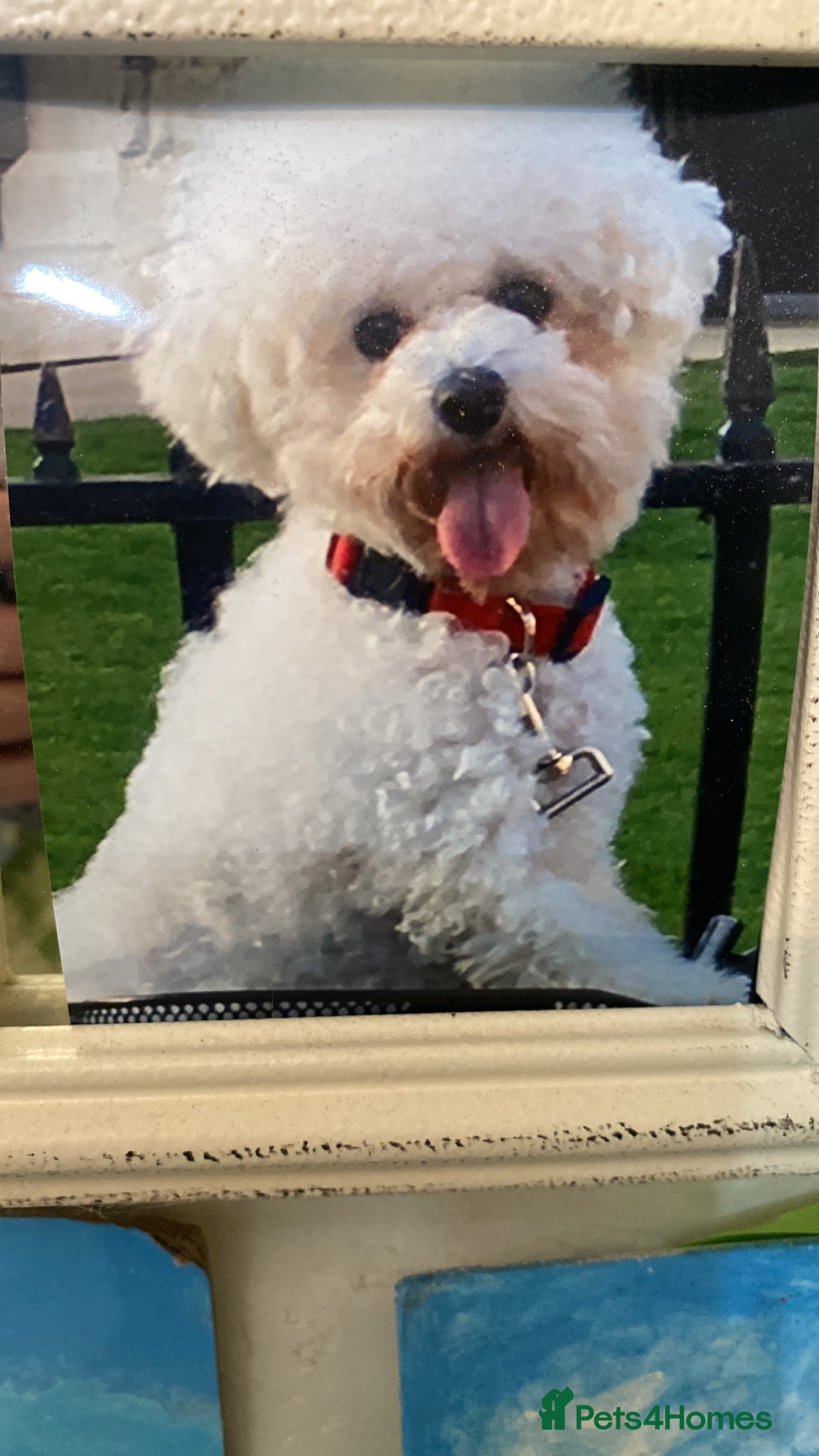 Bichon Frise dogs Richard Burton - Advert 1