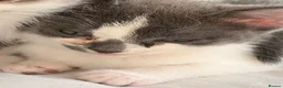 Domestic Shorthair cats for sale: Beautiful female and male kittens x2 - Advert 7