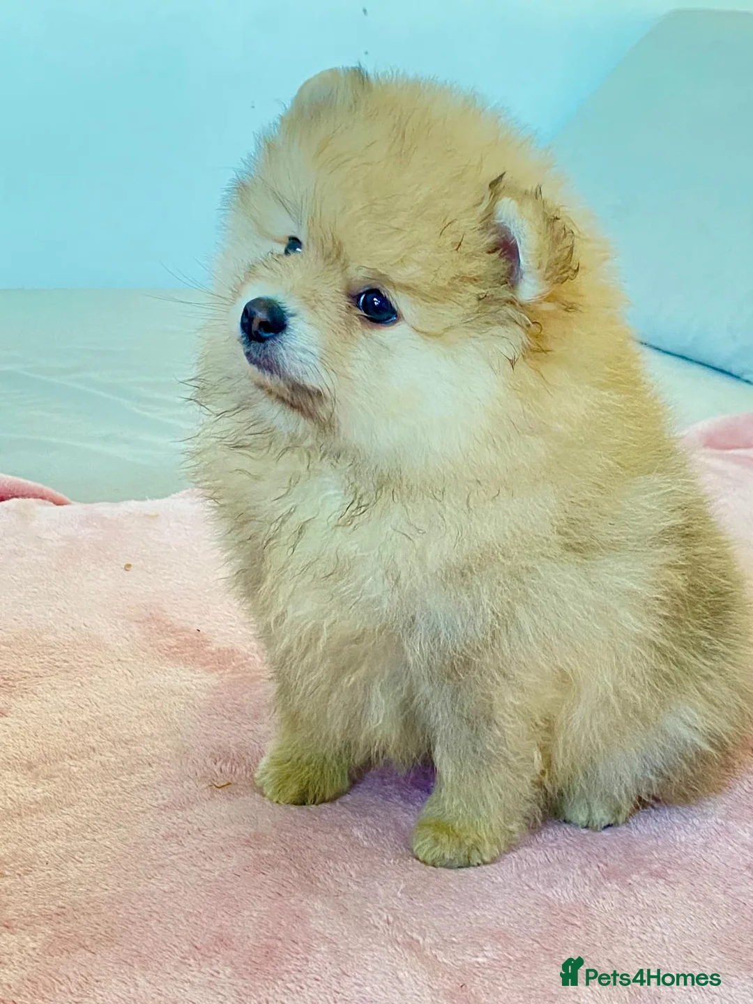 Pomeranian dogs for sale: Ready to go Luxury Pomeranian  - Advert 2