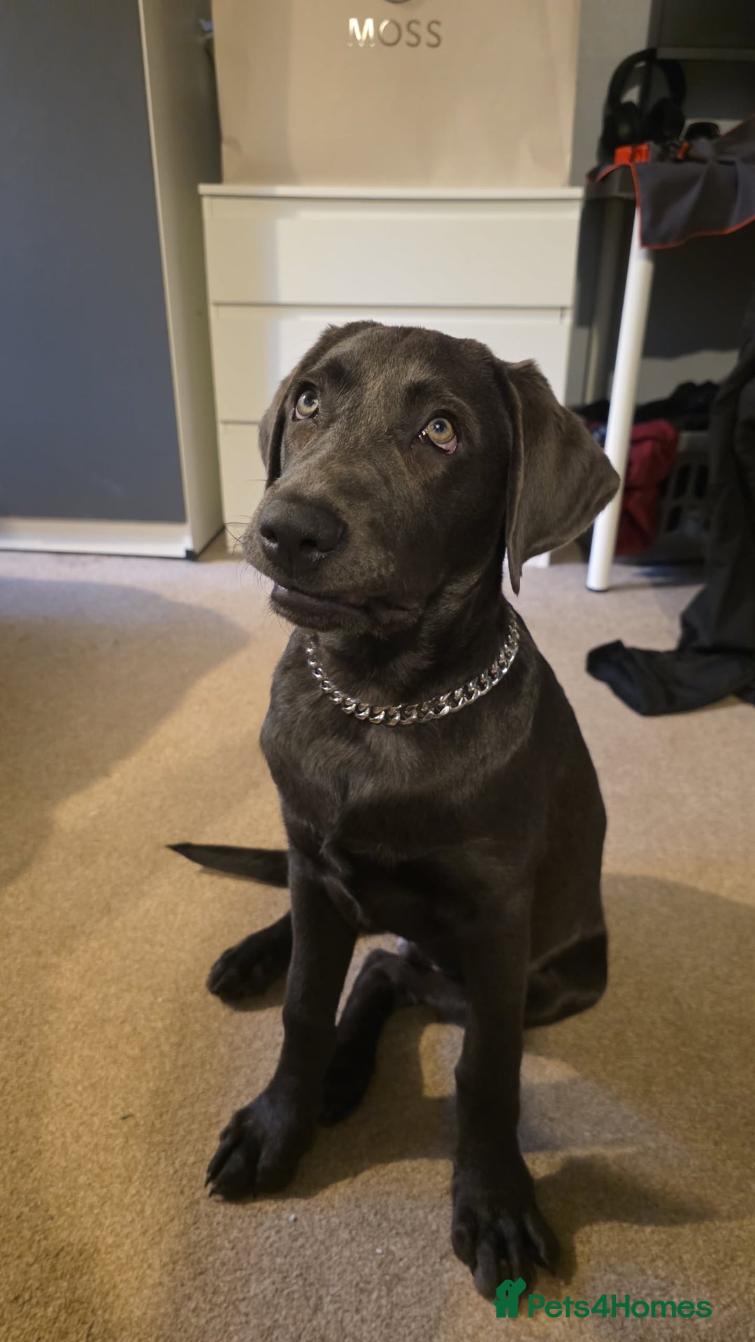 Labrador Retriever dogs for sale: Bailey labrador  - Advert 1