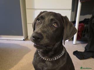 Labrador Retriever dogs Bailey labrador - Advert 10