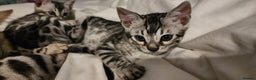 Bengal cats for sale: Beautiful Silver Bengal kittens - Advert 3