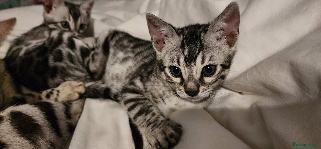 Bengal cats for sale: Beautiful Silver Bengal kittens - Advert 3